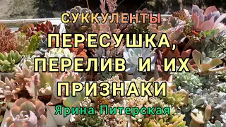 Признаки засушенных и залитых суккулентов.