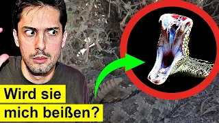 Tödlich giftige Schlange plötzlich neben mir! Schau was passiert