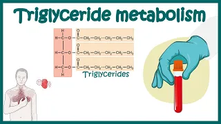 Triglyceride metabolism | Simple Explanation of Triglycerides and How to Reduce it | Triglycerides