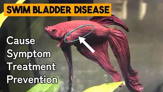 Swim Bladder Disease In Betta Fish