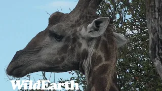 WildEarth - Sunset  Safari - 16 May 2022