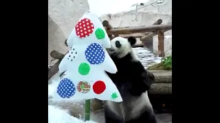 The shortest love story: panda and a plush Christmas tree #respect #shopstream #shortvideo #short