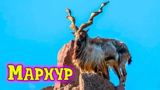 Рогатый скалолаз. Винторогий козел. Мархур