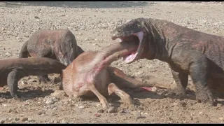 Poor Pregnant Deer Eating By Komodo Dragons Full HD