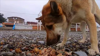 🔔Шарик встретил меня в центре и мы пошли на море Голуби съели тушенку Лазаревское  Сочи 2020