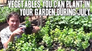 Vegetables You Can Plant in Your Garden During July