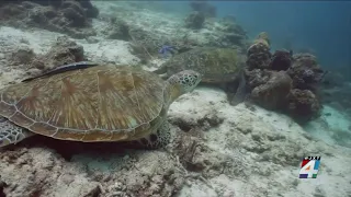 Beachgoers urged to keep sea turtles safe during nesting season