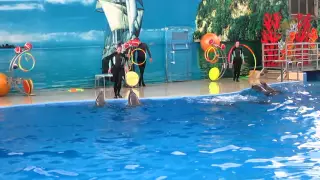 Дельфины видео: Прыжки дельфинов, песни дельфинов, как говорят дельфины, дельфины танцуют ламбаду