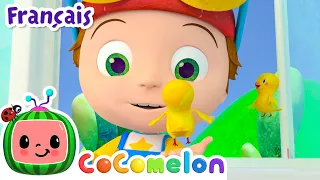 La chanson des cinq sens | CoComelon en Français | Chansons pour bébés