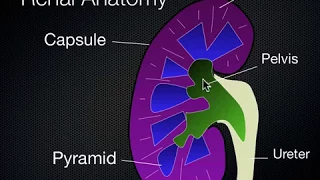 Kidney and Bladder Ultrasound