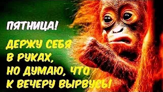 С пятницей приколы! Ура пятница! Пора расслабиться!!! С пятницей и хороших выходных!!!