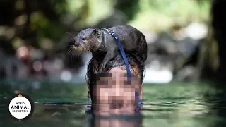 Wildlife. Not Pets Documentary | The truth behind the pet otter craze