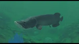 Feed & Grow fish epic battle tiger fish vs arapaima