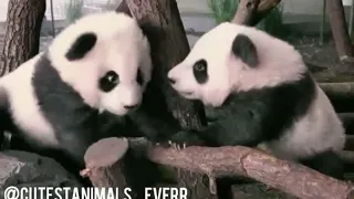 Panda🐼 Lucu di Kebun Binatang China. Panda in Chinese Zoo  #1.