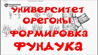 Формировка фундука рекомендации Орегонского университета