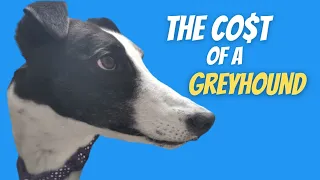 The real cost of a Greyhound