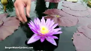 Nymphaea 'Ultraviolet' Annual Waterlily