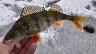 Опять ловля окуня на мормышку в озере алуксне