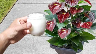 Just 1 scoop makes Anthurium explode from blooming (Any plant)