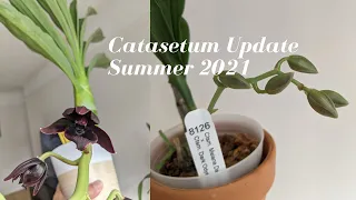 Catasetum Orchid Summer 2021 Update | Monnierara Millennium Magic is Huge & About to Bloom!