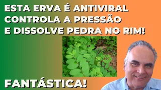 Esta Erva é antiviral, ajuda a controlar a pressão e dissolve cálculo renal! | Dr. Marco Menelau