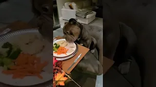 Surprising my dog with his first Thanksgiving Dinner