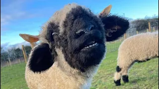 CUTEST SHEEP IN THE WORLD!!!!!