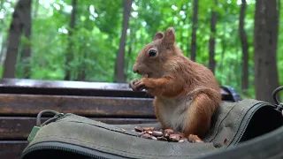 Про незнакомую белку и знакомую собаку / About an unfamiliar squirrel and a familiar dog