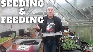 Seeding & Feeding [Gardening Allotment UK] [Grow Vegetables At Home ]