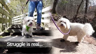 Our Dogs First Hike!🐕 | Starved Rock State Park, Illinois, USA