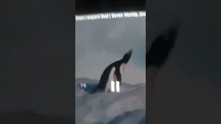 Penguin Vs Leopard Seal