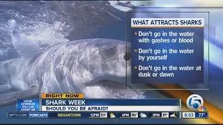 How can I avoid getting bitten by a shark?