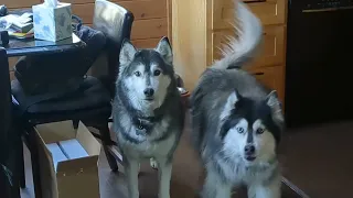 Talking Huskies want to go out