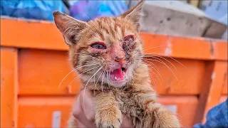 Sick Sad Kitten Brought Back to Life. Abandoned Kitten Crying at Trash Can