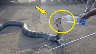 A dying cobra crawled to people for help! Then the incredible happened!