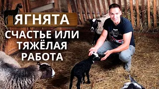 Романовская овца | Окот овец и уход за ягнятами