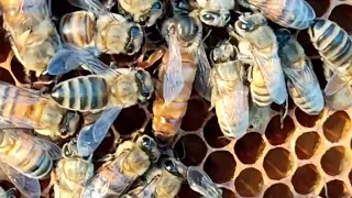 Μέλισσες ταΐζουν την βασίλισσα τους - Μελισσοκομία 2022