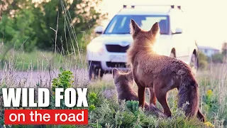 Wild Fox on the road. Лиса у дороги.