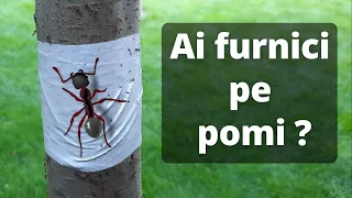 The simplest way to prevent ants from climbing trees