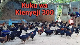 Nilianza na Kuku 8 wa Kienyeji, Lakini Nimezalisha Kuku wa Kienyeji 300