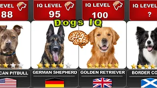 COMPARING THE INTELLIGENCE OF ALL DOGS 🐶  | "IQ LEVELS" |