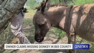 Owner claims missing donkey in Bee County