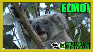 ELMO out on his own     |      wild koalas in Australia