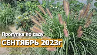 Прогулка по саду СЕНТЯБРЬ 2023г. | Обзор сада: розы, гортензии, магнолии, пениссетум, хвойные