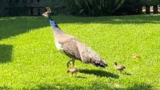 Peahen with Peachicks 2