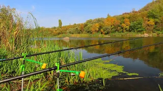 🇺🇦Ловля сома на медведку на донку с берега