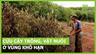 Cứu cây trồng, vật nuôi ở vùng khô hạn | VTC16