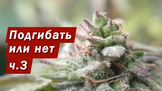 Трихомы под микроскопом - Подгибание ч. 3 - Мучнистая роса