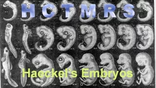 How Creationism Taught Me Real Science 43 Haeckel's Embryos