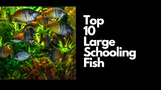 Top 10 BEST Large Schooling Fish For Freshwater Aquariums 🐟